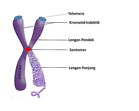 kromosom non homolog  Kromatid dalam kromosom yang berbeda dari pasangan kromosom homolog disebut sebagai kromatid non-induk
